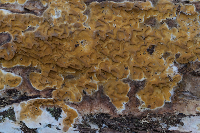 Serpula himantioides